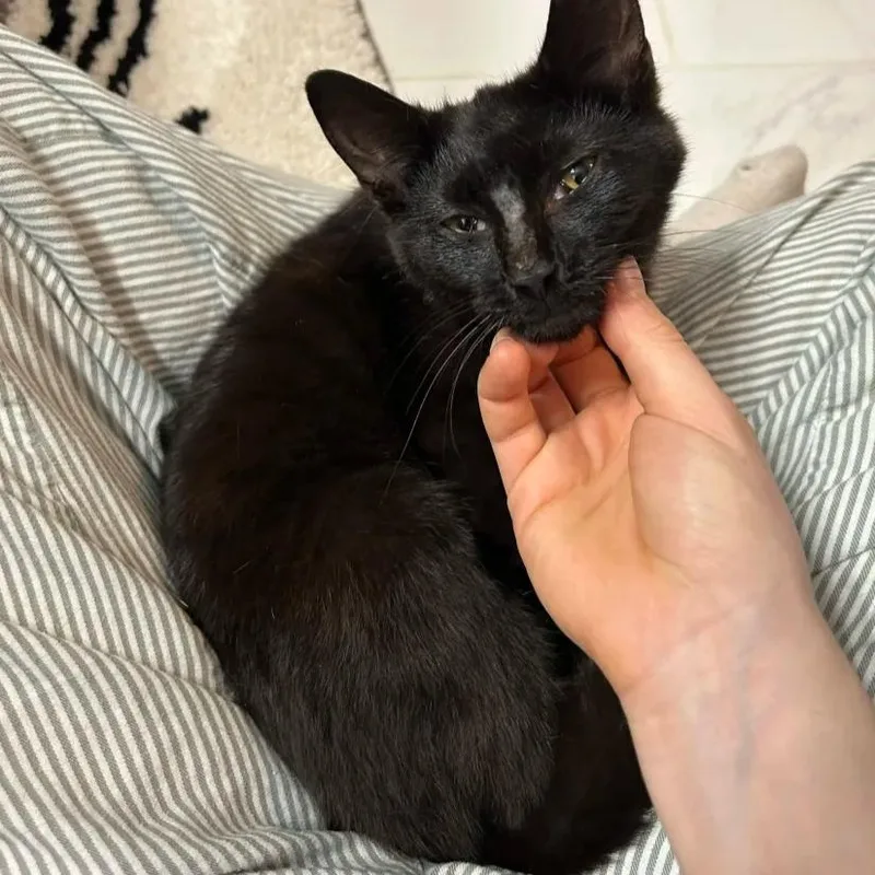 A young medium-sized female Black Domestic Short Hair cat named Ducky for adoption in Cleveland Heights, OH