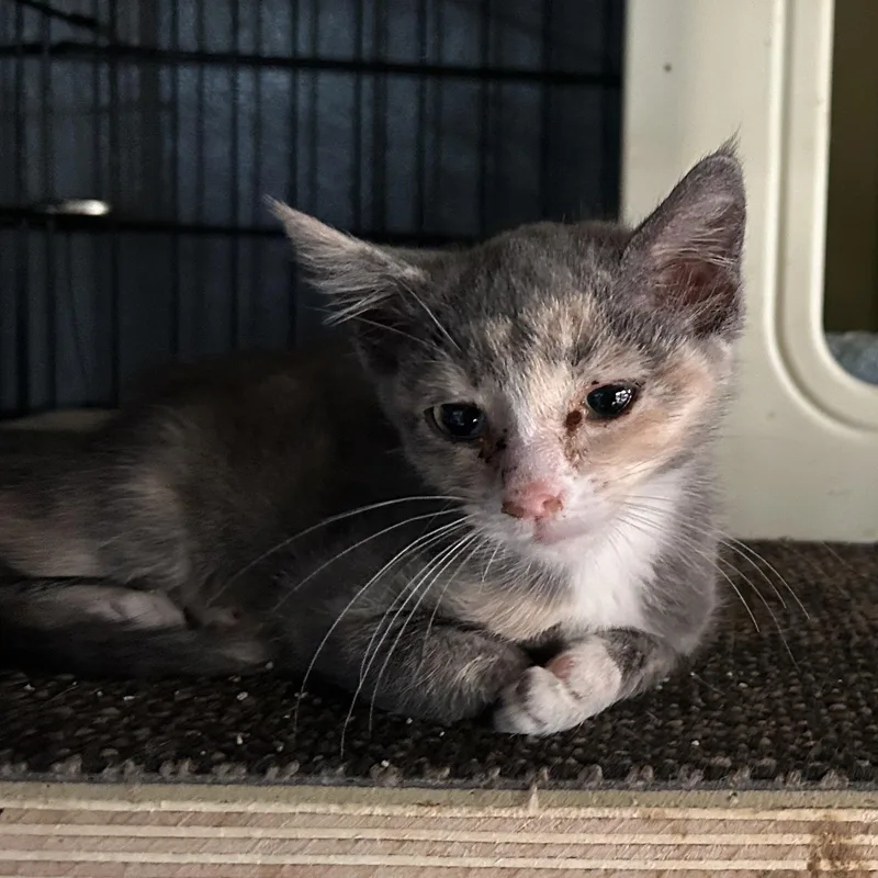 A baby medium-sized female American Shorthair cat named Andromeda for adoption in Milbank, SD