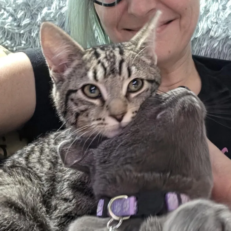 A baby medium-sized female Tabby (Brown / Chocolate) Domestic Short Hair cat named Nessie for adoption in Portland, OR