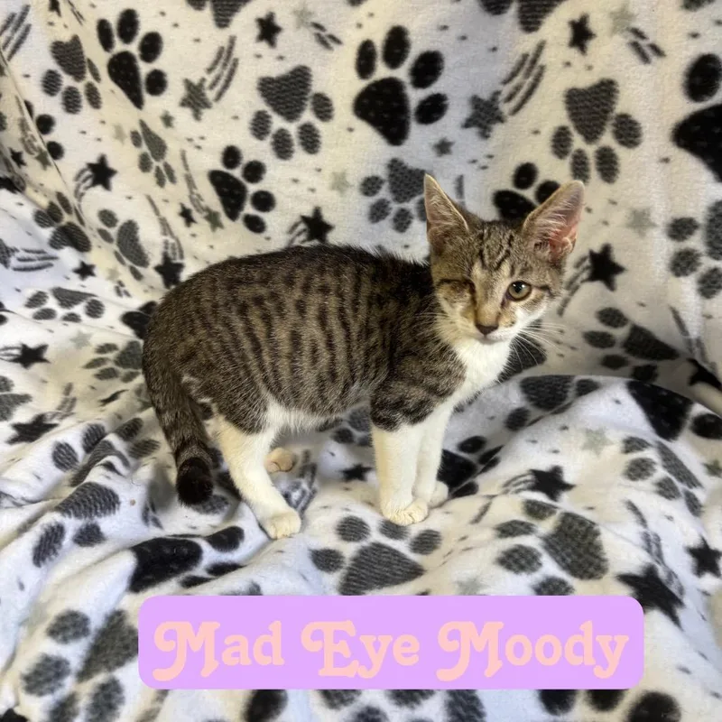 A baby small-sized female Domestic Short Hair cat named Mad Eye Moody for adoption in Hillsboro, OH
