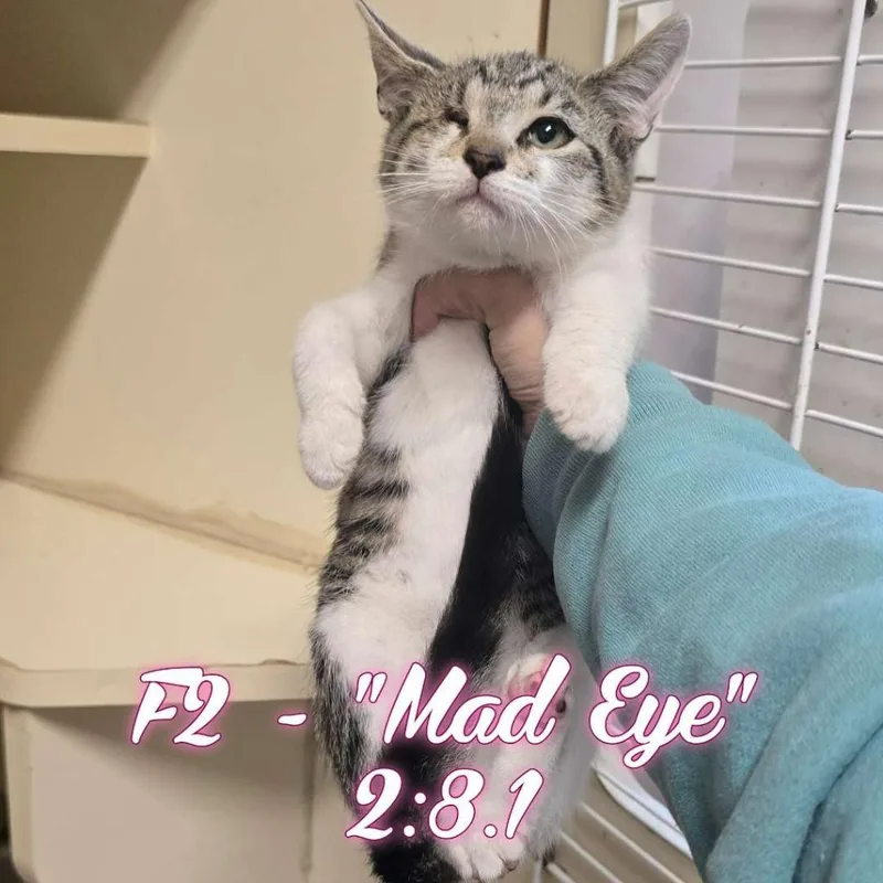 Mad Eye Moody thumbnail 2