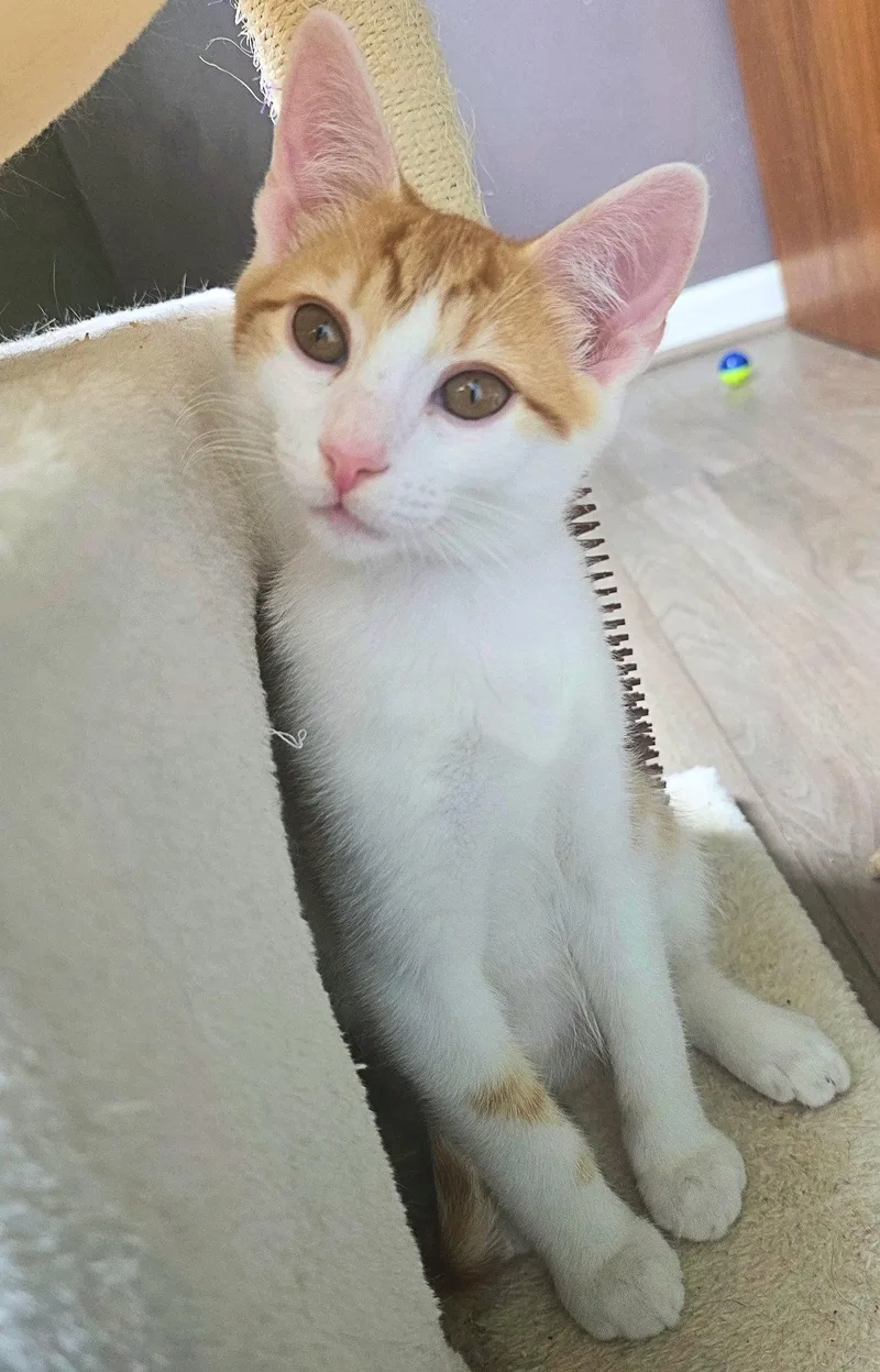 A baby medium-sized male Orange & White Domestic Short Hair cat named Leonardo for adoption in Cincinnati, OH