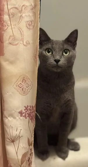 An adult medium-sized female Gray / Blue / Silver Domestic Short Hair cat named Helena for adoption in Morgantown, WV