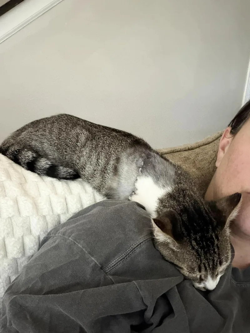 A young medium-sized male Tabby cat named Angel Alex for adoption in Burlington, NC