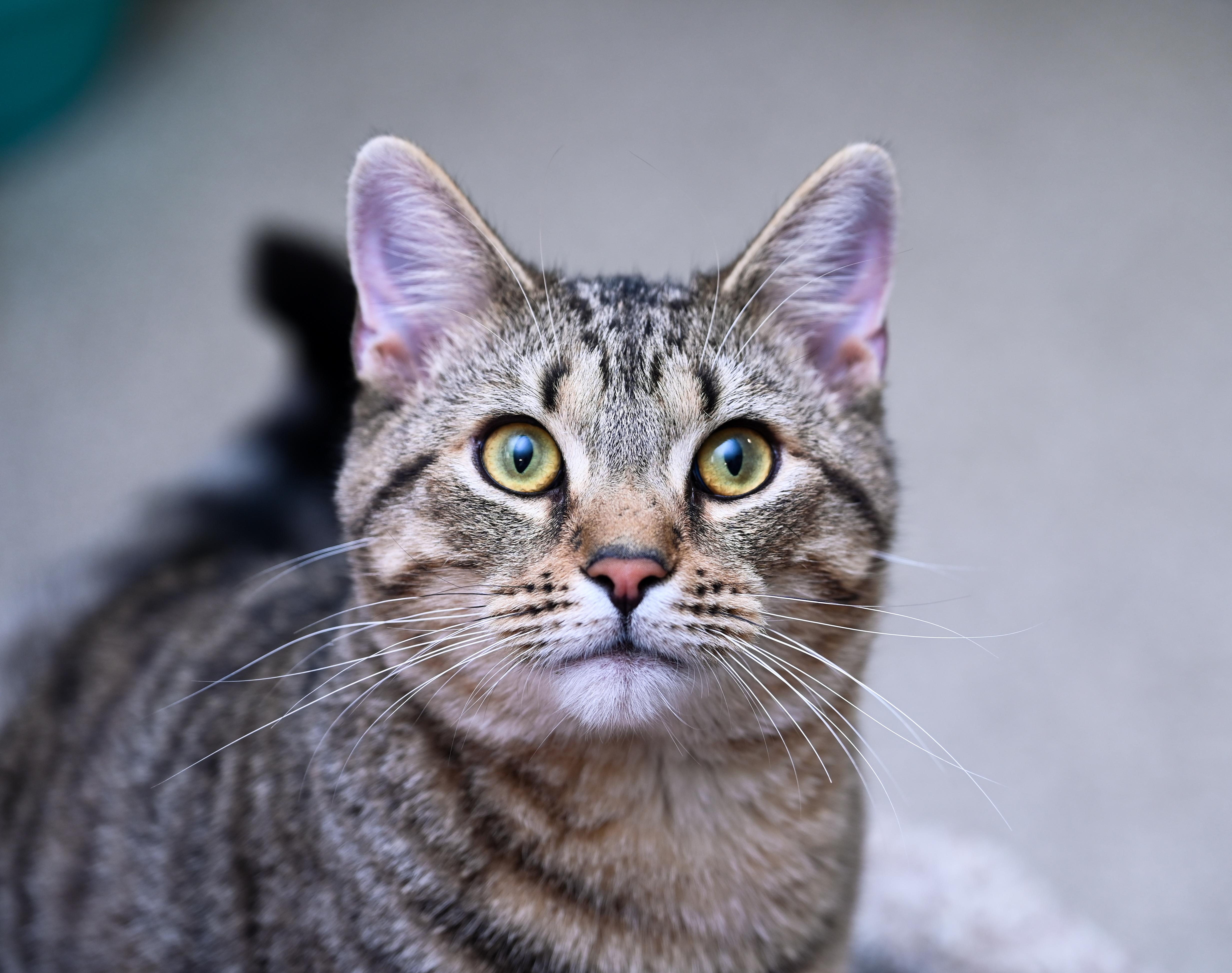 A young medium-sized male Tabby (Brown / Chocolate) Tabby cat named Fergus for adoption in Chattanooga, TN