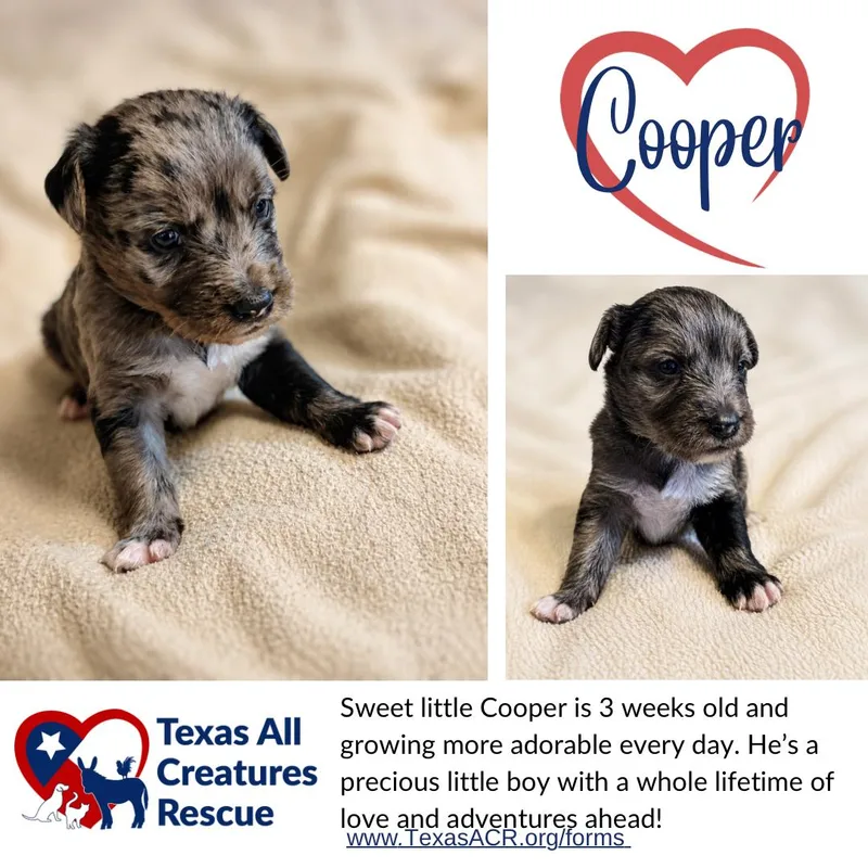 A baby medium-sized male Terrier dog named Cooper for adoption in Alvarado, TX
