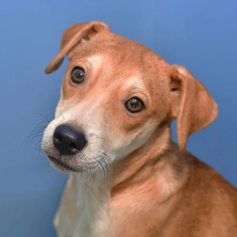 A young small-sized male Yellow / Tan / Blond / Fawn Mixed Breed dog named Marlin for adoption in Ottawa, KS