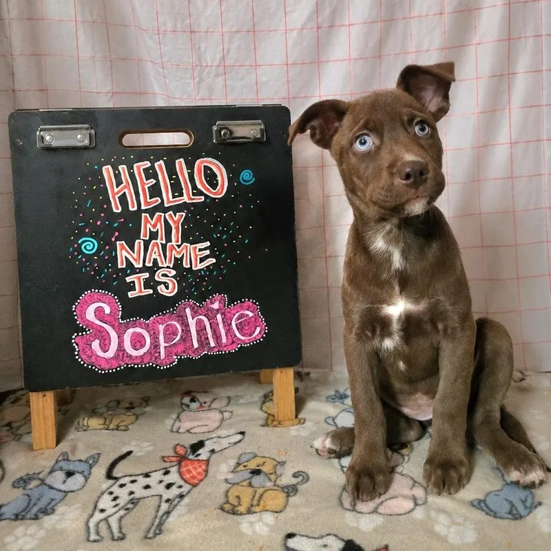 A baby medium-sized female Brown / Chocolate American Staffordshire Terrier dog named Sophie for adoption in Houston, TX