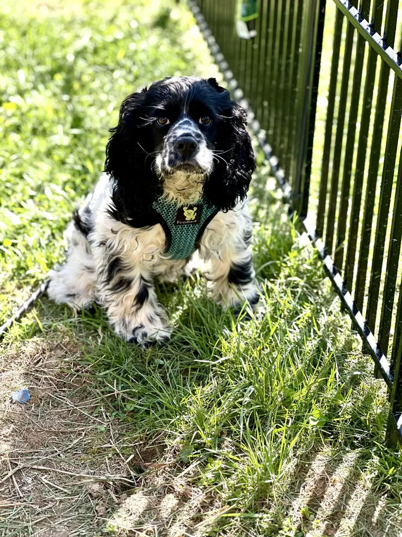 An adult medium-sized female Cocker Spaniel dog named Tasha for adoption in Richmond, KY