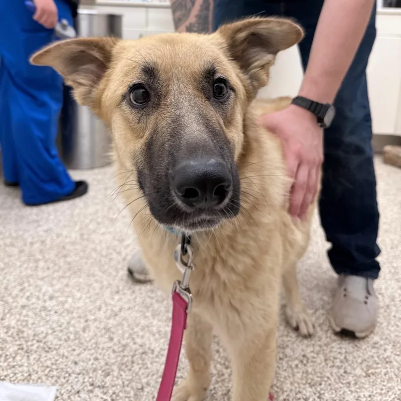 An adult medium-sized female Yellow / Tan / Blond / Fawn Mixed Breed dog named Pam for adoption in Auburn, AL