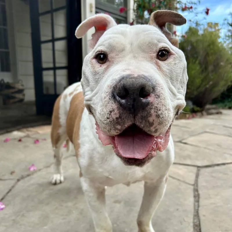 A senior large-sized male White / Cream Mixed Breed dog named Champion for adoption in San Francisco, CA