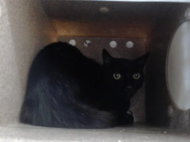 An adult small-sized male Domestic Short Hair cat named Wheeler for adoption in Orlando, FL