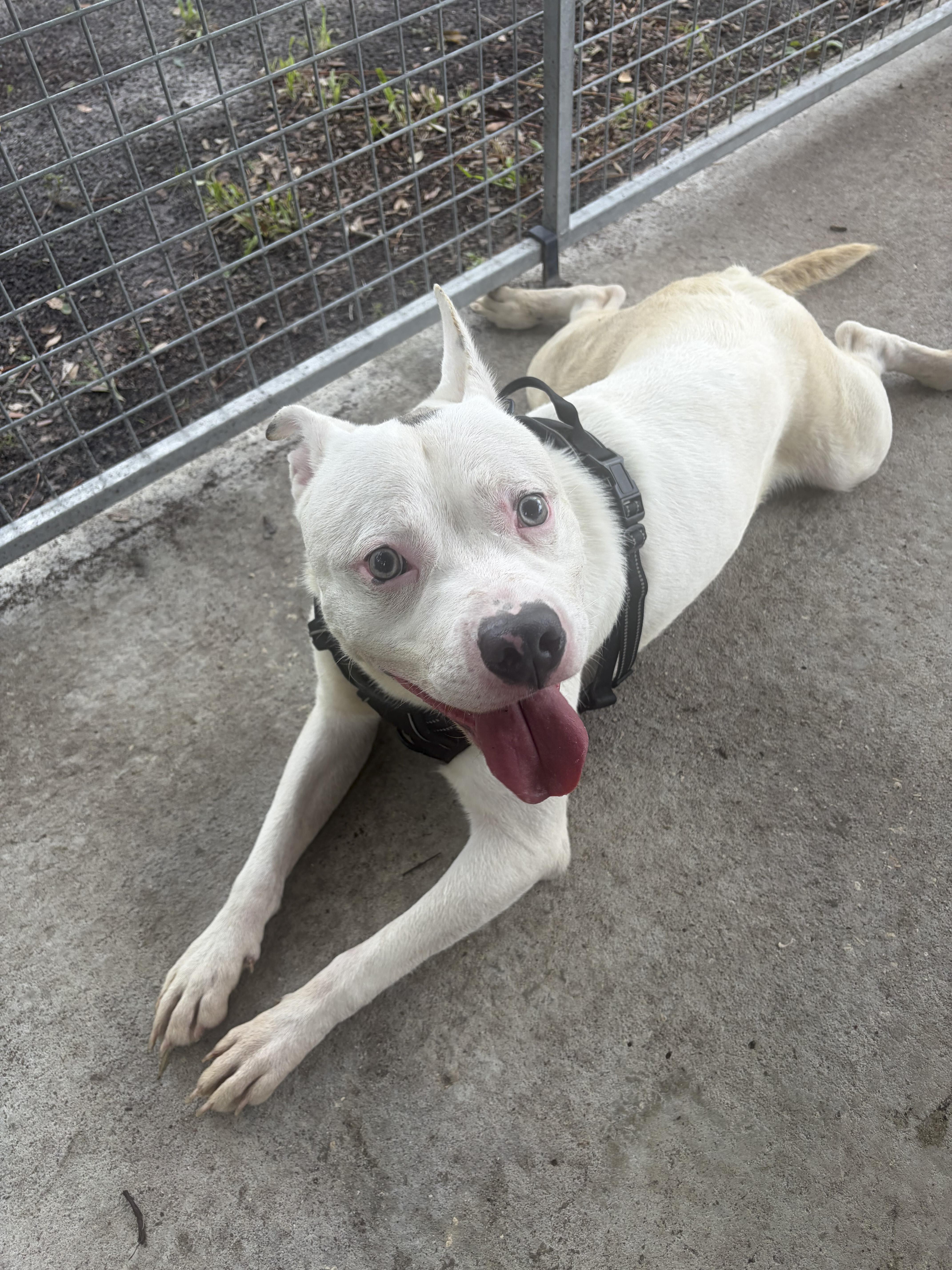 A young medium-sized male White / Cream Mixed Breed dog named Bryan for adoption in Ruskin, FL