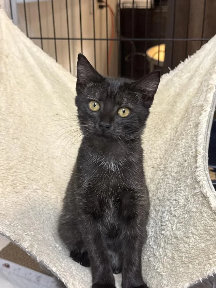 A baby small-sized female Black Domestic Short Hair cat named Taki MD for adoption in Fort Walton Beach, FL