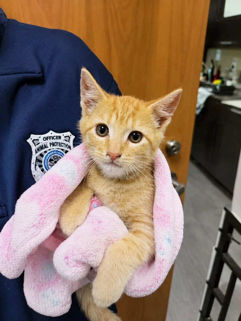 A baby medium-sized male Orange & White Domestic Short Hair cat named Warner for adoption in Joliet, IL