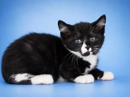 A baby small-sized male Domestic Short Hair cat named Jonas for adoption in Bowling Green, KY