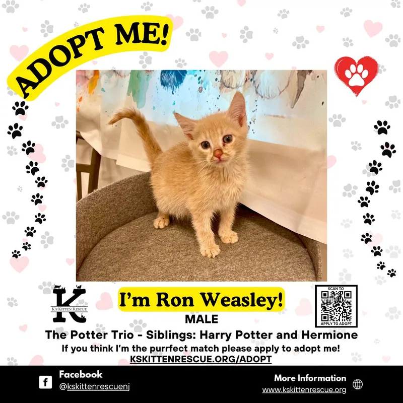 A baby medium-sized male Buff & White Domestic Short Hair cat named Ron Weasley for adoption in Brick, NJ