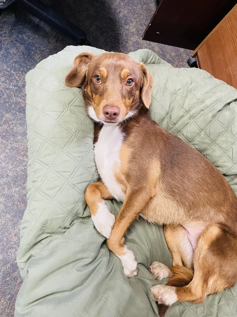 An adult small-sized female Red / Chestnut / Orange Dachshund dog named Missy for adoption in Blytheville, AR
