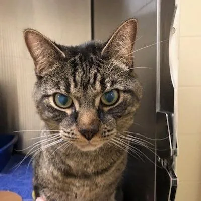 An adult medium-sized male Black Domestic Short Hair cat named Taz for adoption in Novelty, OH