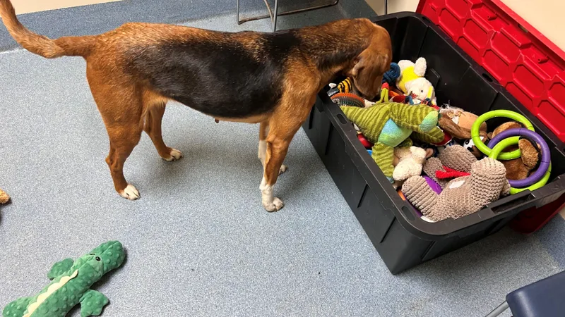 An adult medium-sized female Tricolor (Brown, Black, & White) Hound dog named Aibileen for adoption in Suffolk, VA