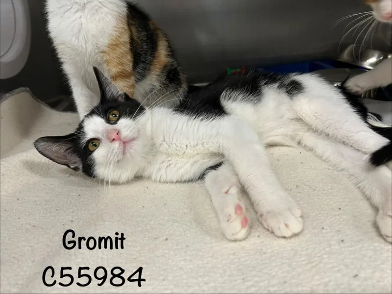 A baby small-sized male Domestic Short Hair cat named Gromit for adoption in Clarksville, TN