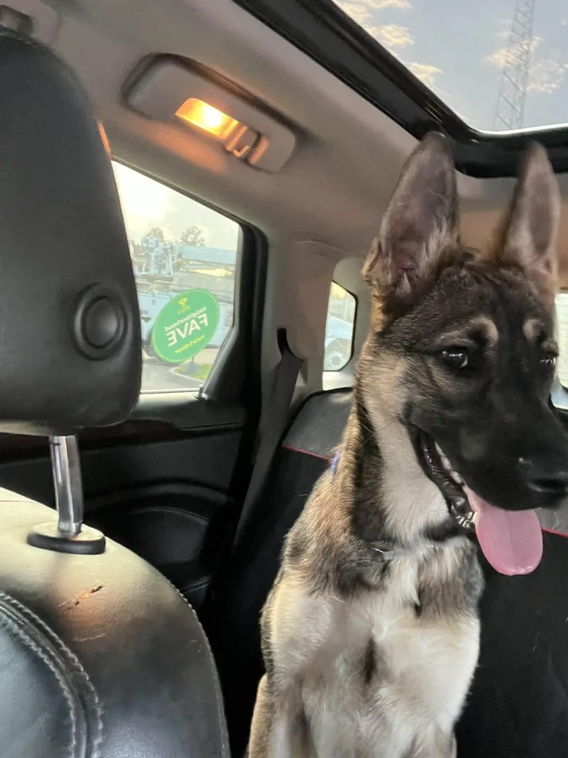 Little Bellla Gs thumbnail 2