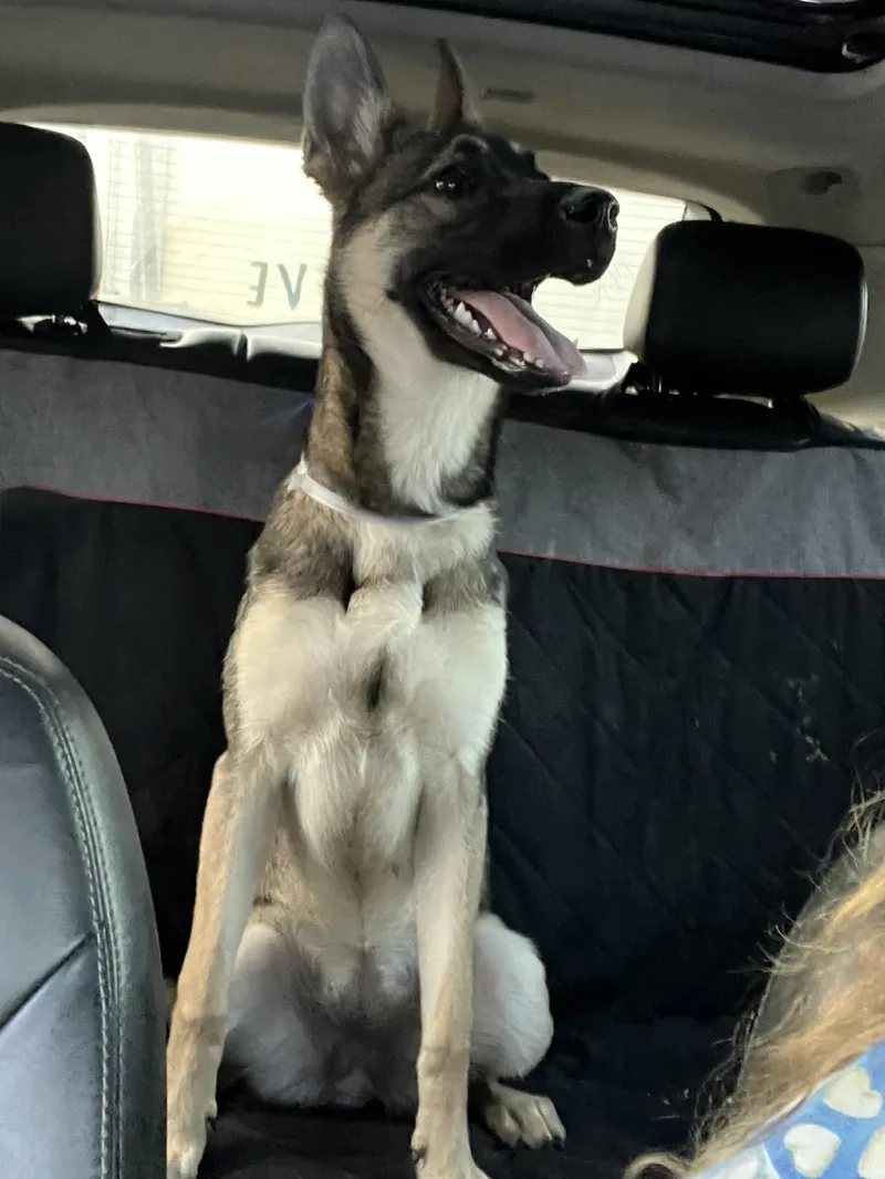 Little Bellla Gs thumbnail 4