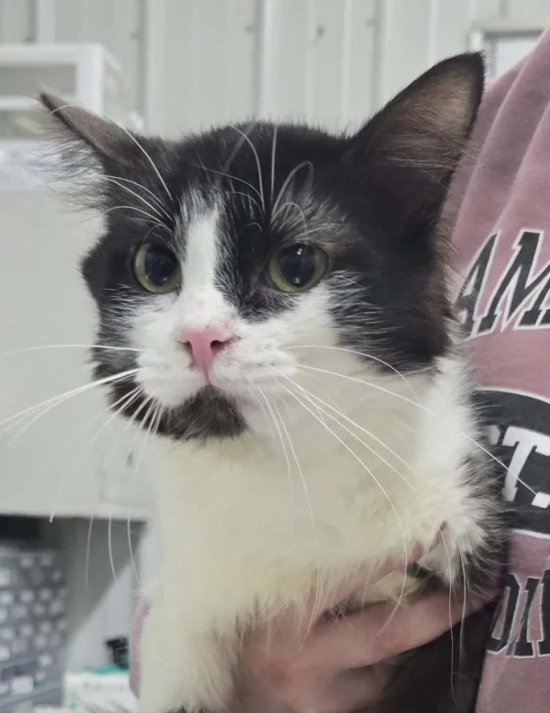 A young medium-sized male Domestic Short Hair cat named Scrappy Doodle for adoption in Hillsdale, IN