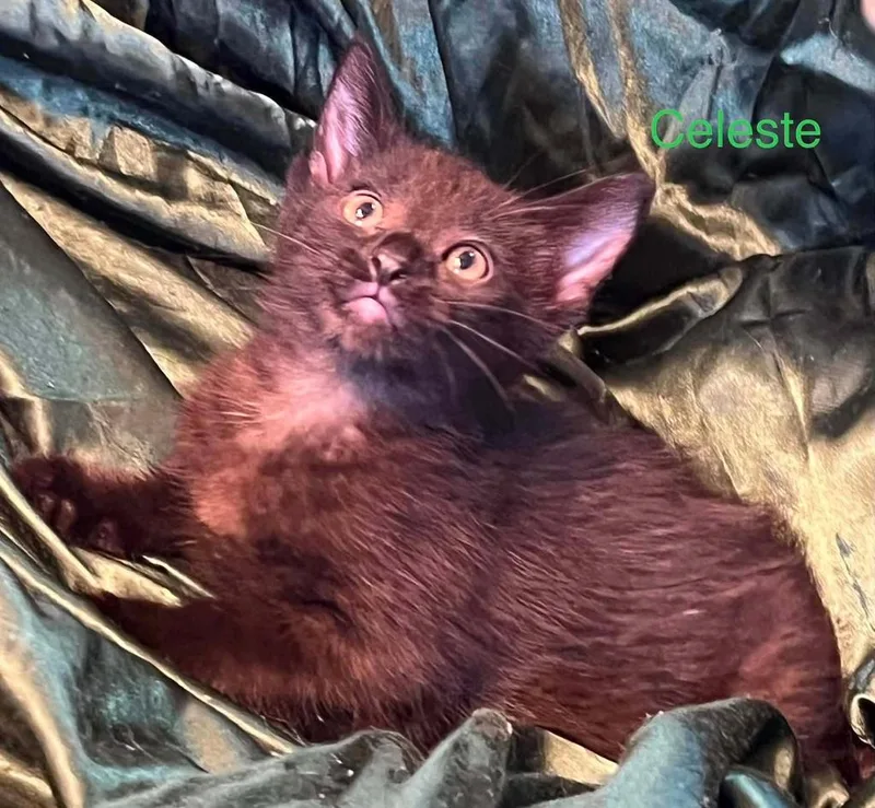 A baby small-sized female American Shorthair cat named Celeste for adoption in El Dorado, AR