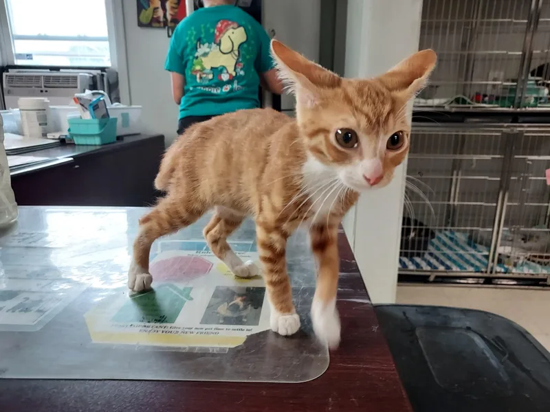A baby small-sized male Orange & White Domestic Short Hair cat named Ember for adoption in Ellicott City, MD