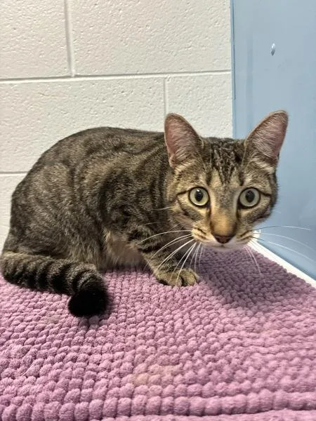An adult large-sized male Domestic Short Hair cat named Rambo for adoption in Salt Lake City, UT
