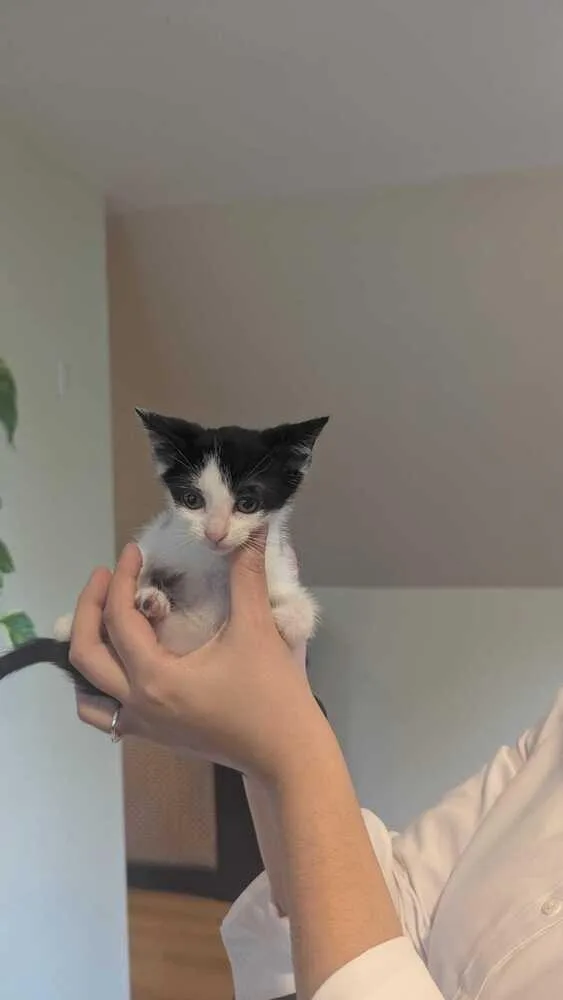 A baby medium-sized female Black & White / Tuxedo Domestic Short Hair cat named Tammy Thumb for adoption in North Brunswick, NJ