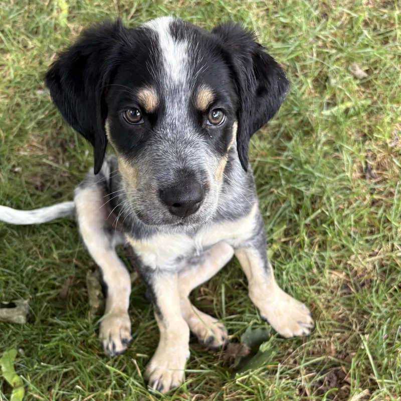 A baby medium-sized male Bicolor Spaniel dog named Gunner for adoption in Rochester, NY