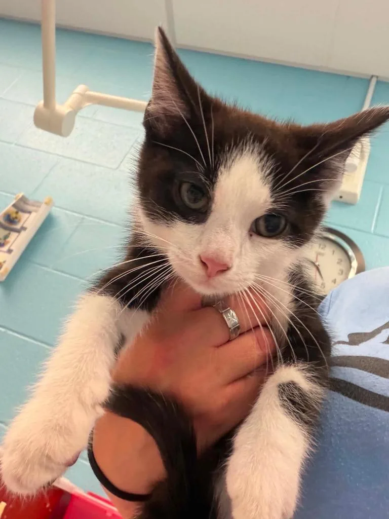 A baby medium-sized male Black & White / Tuxedo Domestic Short Hair cat named Eggo for adoption in Frankfort, KY