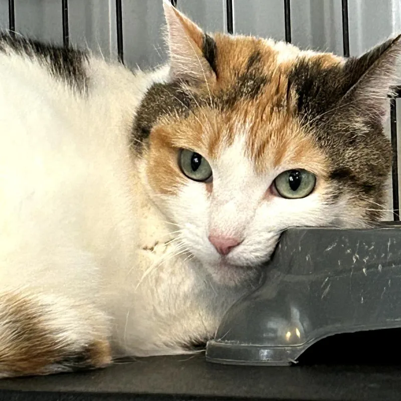 An adult small-sized female Calico Domestic Short Hair cat named Cora for adoption in Marion, IL