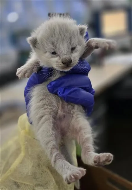 A baby medium-sized female Domestic Short Hair cat named Fairy for adoption in Dallas, TX