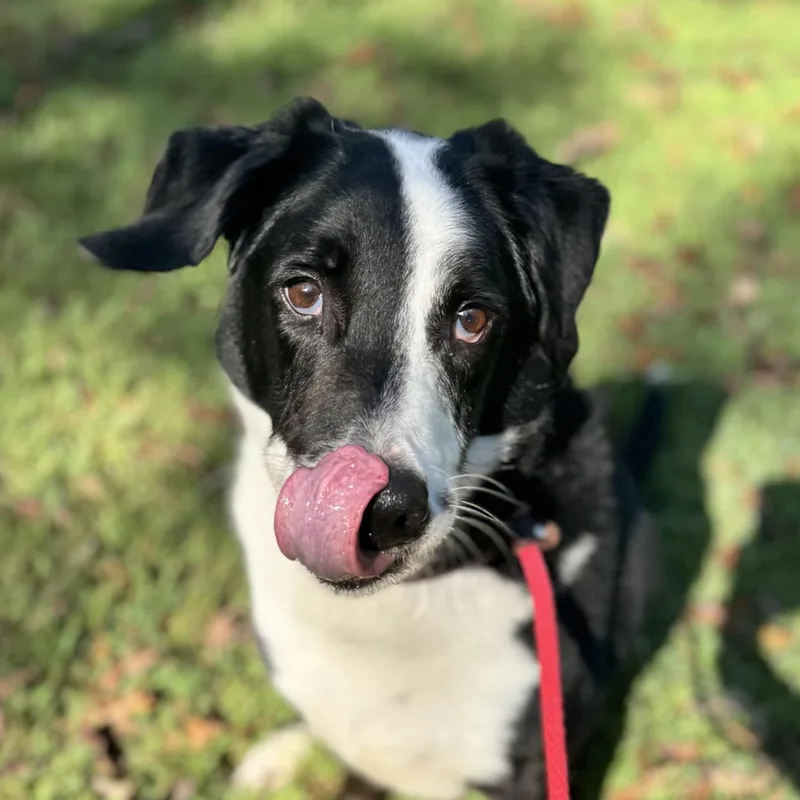 An adult large-sized male Labrador Retriever dog named Rupert Lower Fee! for adoption in Locust Fork, AL