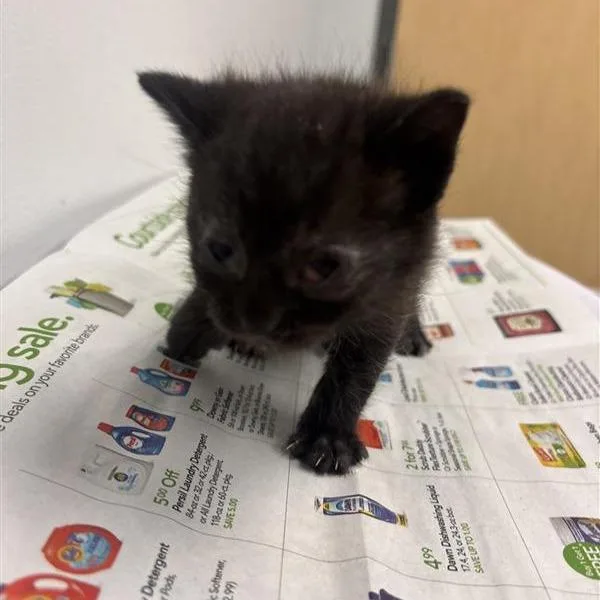 A baby small-sized male Gray / Blue / Silver Domestic Short Hair cat named Green for adoption in Jacksonville, FL