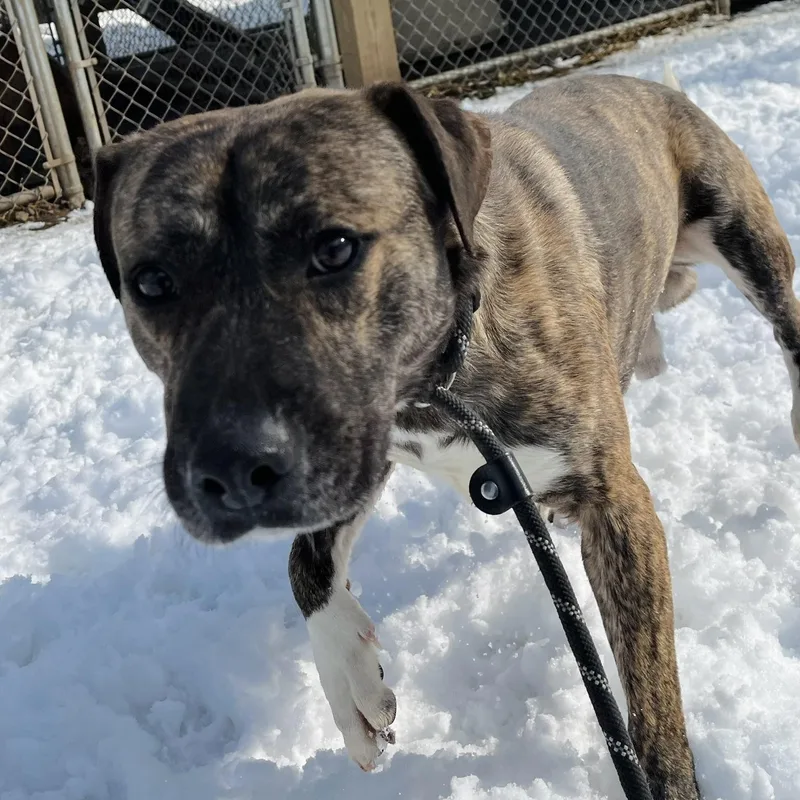 An adult medium-sized male Brindle Mixed Breed dog named Hushpuppy Hank for adoption in Martinsville, VA