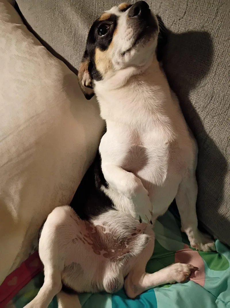 A young small-sized male Chihuahua dog named Aloki for adoption in Gainesville, VA