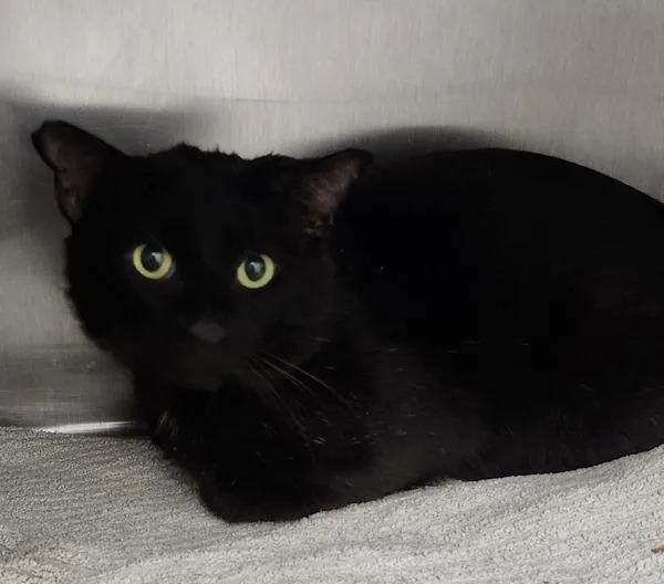 A young medium-sized male Domestic Short Hair cat named Lowes for adoption in Silverdale, WA
