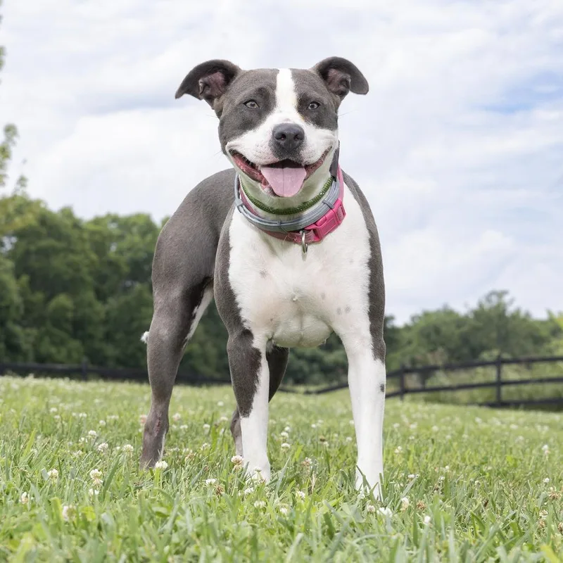 An adult medium-sized female Gray / Blue / Silver Mixed Breed dog named Fifa for adoption in Franklin, TN