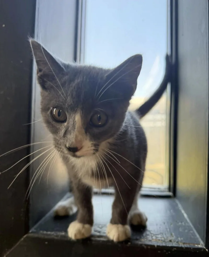 A young medium-sized female Domestic Short Hair cat named Girl for adoption in Vicksburg, MS