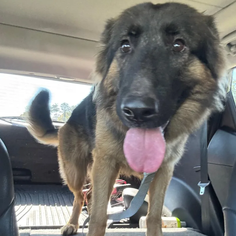 An adult large-sized female Black Shepherd dog named Harley Quinn for adoption in Greensboro, NC