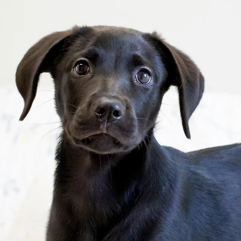 A baby small-sized female Black Mixed Breed dog named Vivian for adoption in Cartersville, GA