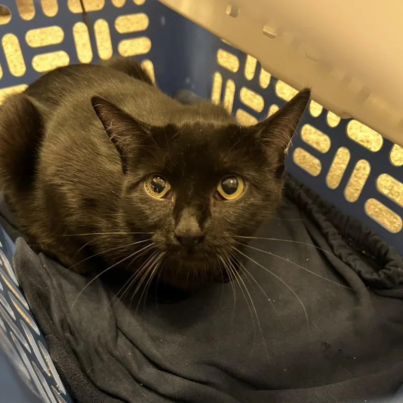 An adult large-sized female Black Domestic Short Hair cat named Walleigh for adoption in Cedar Rapids, IA