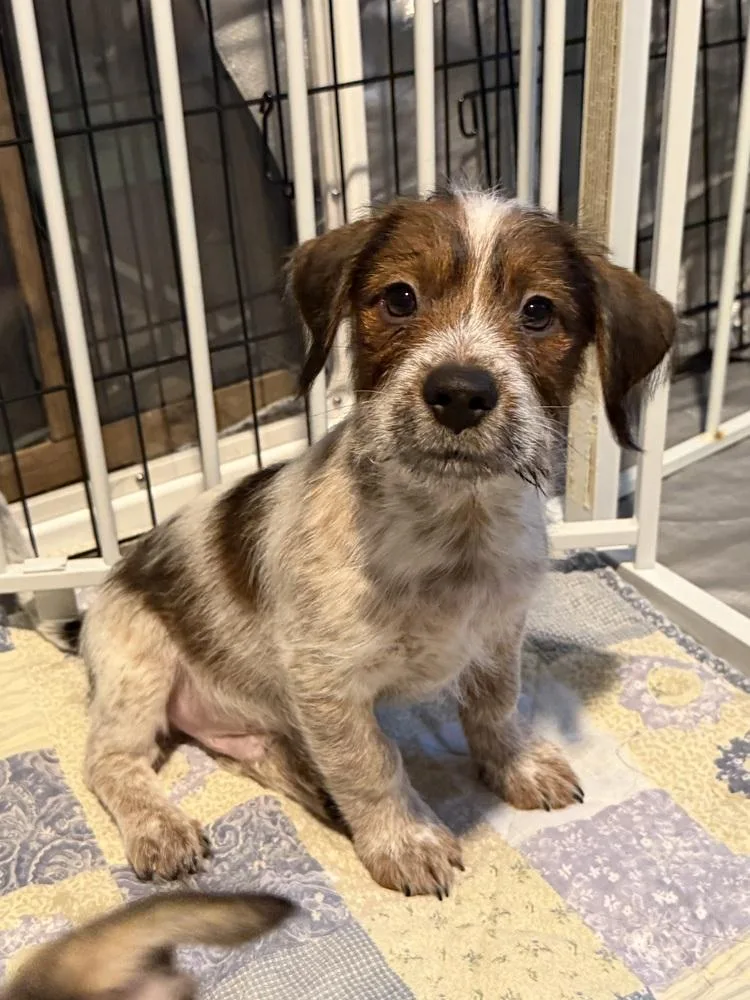 A baby small-sized male Terrier dog named Simon for adoption in Thornton, CO