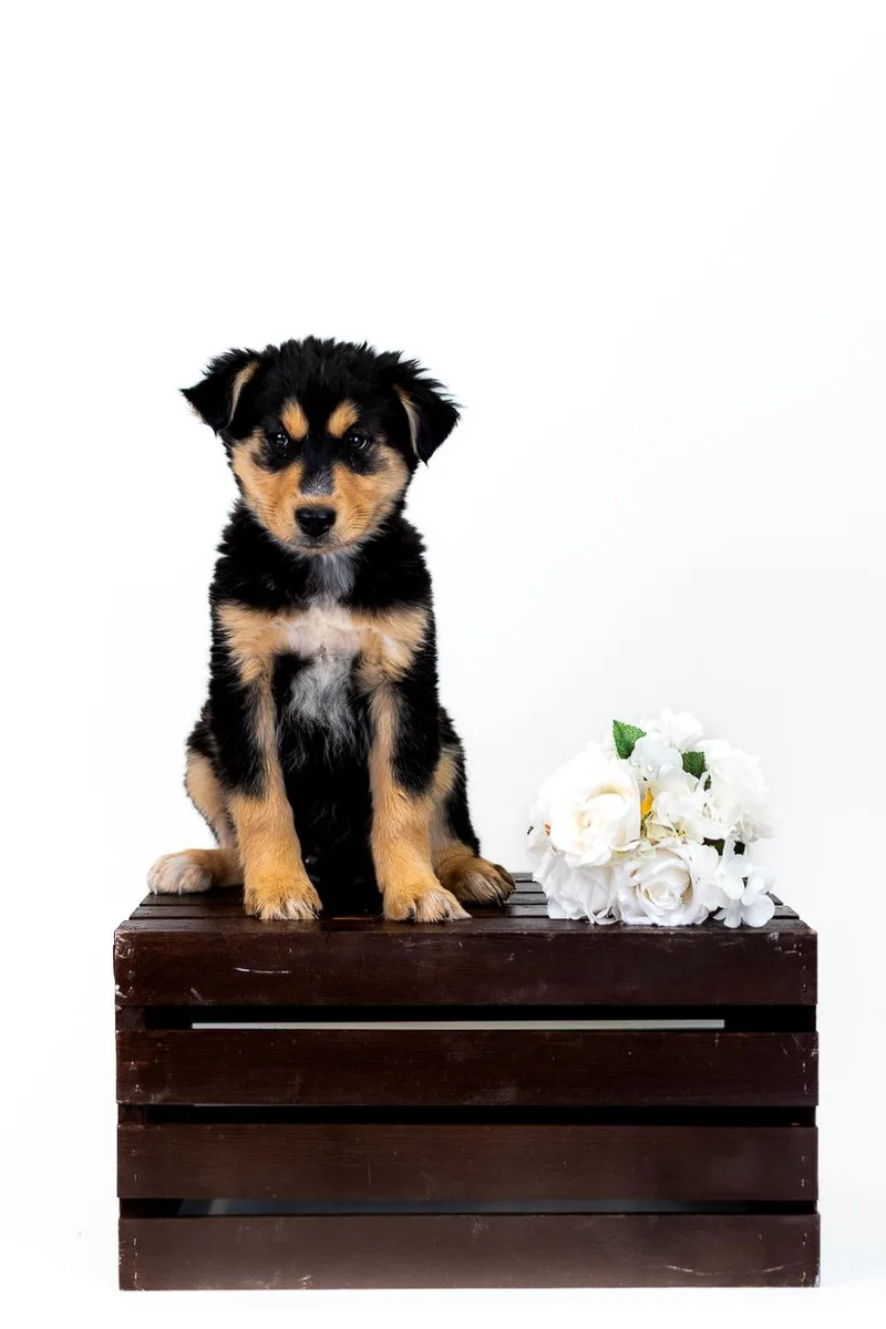 A baby medium-sized male German Shepherd Dog dog named 344-26 for adoption in Brighton, CO