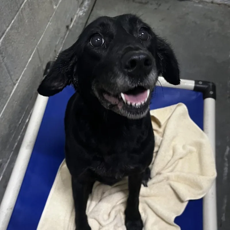 An adult medium-sized female Black Mixed Breed dog named Berkleigh for adoption in Summerville, SC