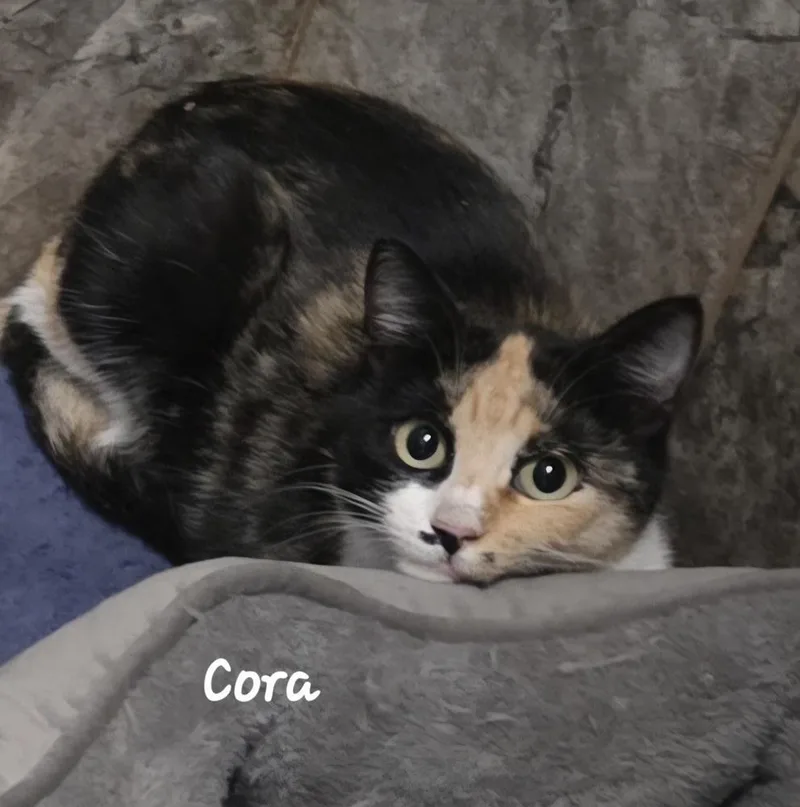 Cora
